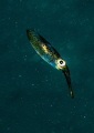 Diving: 96 minutes and 3 wizzes later I was getting hungry. Looking at the baby calamari during this dive I was wondering which is a more noble way to end a calamari life. Ending up as a gourmet dish on my dinner table, or being eaten at sea...