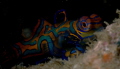 Mandarin Portarit
