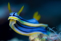 Nudi Mania!