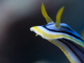 Nudimania!