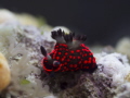 Nudibranch Bohol, Philippines!