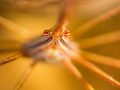 'Arrow Eyes'