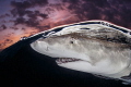 'Lemon Shark evening split' 
— 
Subal underwater housing, Canon 1Dx, Canon EF 8-15mm@15mm, f11, 1/160, ISO400, ambient light and Inon Z240 strobe