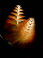 Christmas Tree Worm