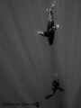 Free diving with an Oceanic White tip