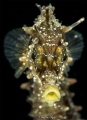 Long-snouted Seahorse (Hippocampus guttulatus)