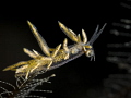 THE LEAP OF FAITH
Eubranchus
Anilao, Philippines