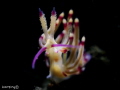 A Nudibranch, Flabellina found at Tulamben, Seraya dive site, photo captured with Olympus TG3, Bigblue LED light & DIY snoot.