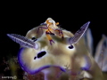 PARTNER, Periclimenes imperator & Hypselodoris tryoni.
Olympus TG-3