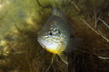 Pumpkinseed (Lepomis gibbosus)
