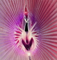 This is a close-up macro shot of the inside of a Feather duster worm. The shot shows the amazing complexity and patterns inside of the worm.