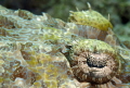 Taken with a 5x diapter this is a close-up shot of a crocodile fish eye.
