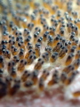 Pink clownfish egg. This picture was taken at Perhentian Island, Malaysia.