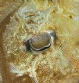 Cuttlefish´s eye