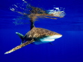 Oceanic white-tip on the surface, creating the nice reflection on the surface