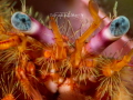Hermit Crab Face with Baby Blues