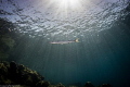 resident hunchback barracuda
