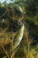 European Eel (Anguilla anguilla)
