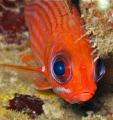 This squirrel fish stayed just long enough to snap this shot.  I have this on my wall, and I can't walk past it without getting caught up in his eyes everytime!  This was in John's place diving in Roatan on my birthday.