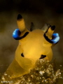 P I K A C H U (Thecacera pacifica)