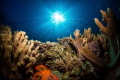 Reef scene at TATAWA BESAR i the Komodo National Park