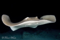 StingRay close up during night
