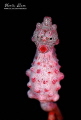 Pygmy Seahorse