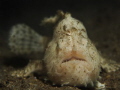 White hairy frogfish in the resort house reef.