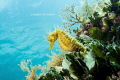 Yellow Sea Horse, Taken with E-M5 Mark 2 and 9-18mm lens with a Zen Dome.