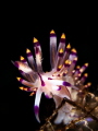 Flabellina Subrolineata shot in Bodru with Canon Powershot S100.