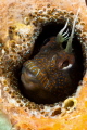 Parablennius zvonimiri and eggs