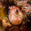 Chilean mussel blenny (Hypsoblennius sordidus), at Papudo beach, Chile