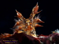 Bornella anguilla
