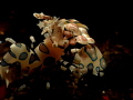 Harlequin Shrimp taken Dumaguate Dauin.Actually i missed him while taking a frog fish beside him but when i turned i saw him,and thought how lucky i am and just when on cliking him with my Canon G16,Fantasea G16 Housing,2 × Z240 inon strobe.