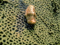 Taken at Gros-Ilet, in St-Barth's, with an Olympus C-60 Zoom with its Olympus PT-024 casing while snorkelling the 14th of July 2-15.
