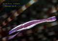 White-stripe urchin shrimp (Stegopontonia commensalis)
