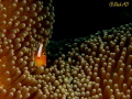 Anomone Fish,never stay still.Took me lot of time to get this photo and with.just 1 eye peeping.taken with Canon G16,Fantasea FG16 Housing and Inon 2 x Z240 Strobes