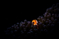 Clown Anemone fish., Canon g12, inon external strobe.