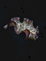 This flatworm came swimming at a night dive and there was a slight current taking us off the reef so it was a bit challenging to keep track of both the subject and the reef.
