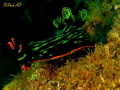 Nudibranch taken with Canon G16,Fantasea Housing,Inon Dual Z240 Strobes and Nauticam CMC Lens