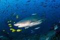 Lemon shark and lemon pilot fish/ A pregnant lemon shark surrounded by colorful yellow pilot fish cruises around during a shark dive in Fiji