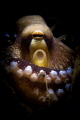Tiny coconut octopus hiding/protecting in a borrowed shell.