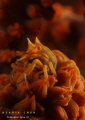 Zanzibar Whip Coral Shrimp