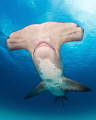 Smile for the camera / An unusual hammerhead with pigmented belly smiles in front of the camera. Canon 5DMIII, canon 8-15mm fisheye lens @15mm, Nauticam housing, Inon Z240 strobes x2, Zen 230 dome.  iso 200, 1/250, f11