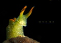 Elysia ornata