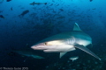 Silvertip sharks of Fiji / Fiji is home to a diverse shark population. We were lucky to observe nine species during one day of diving. Pictured here are the nimble and quick silvertip sharks, so named for the silver edges on their fin tips.