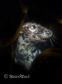 seal posing on lundy island u.k ..