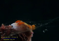 Ecology Aerodynamic Wind Test - Hypselodoris emma