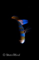 Cuckoo Wrasse half lit , at Porthkerris Cornwall