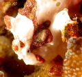 White frog fish close up,taken with Canon G16,Fantasea Housing,Dual Inon Z240 Strobes and Nuaticam CMC Lens